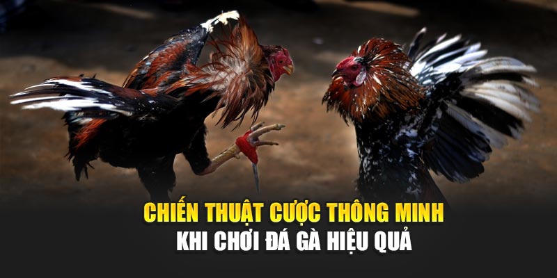 chien-thuat-cuoc-thong-minh-khi-choi-da-ga-hieu-qua